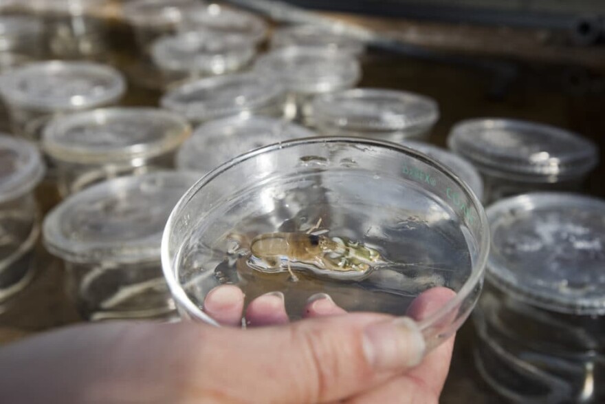 Snapping shrimp. Tom Kleindinst/ Woods Hole Oceanographic Institution
