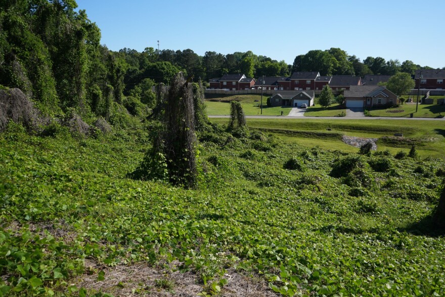 Kudzu’s blanketing effect smothers trees, shrubs and plants.