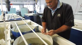 a man stands over buckets with water and shellfish in them