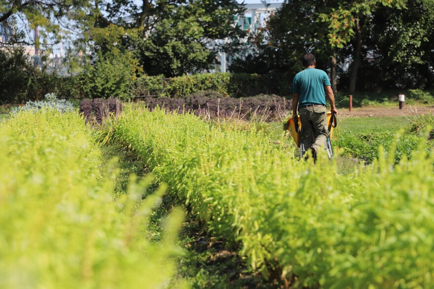 One of the refugee farmers works the fields at Ohio City Farm.