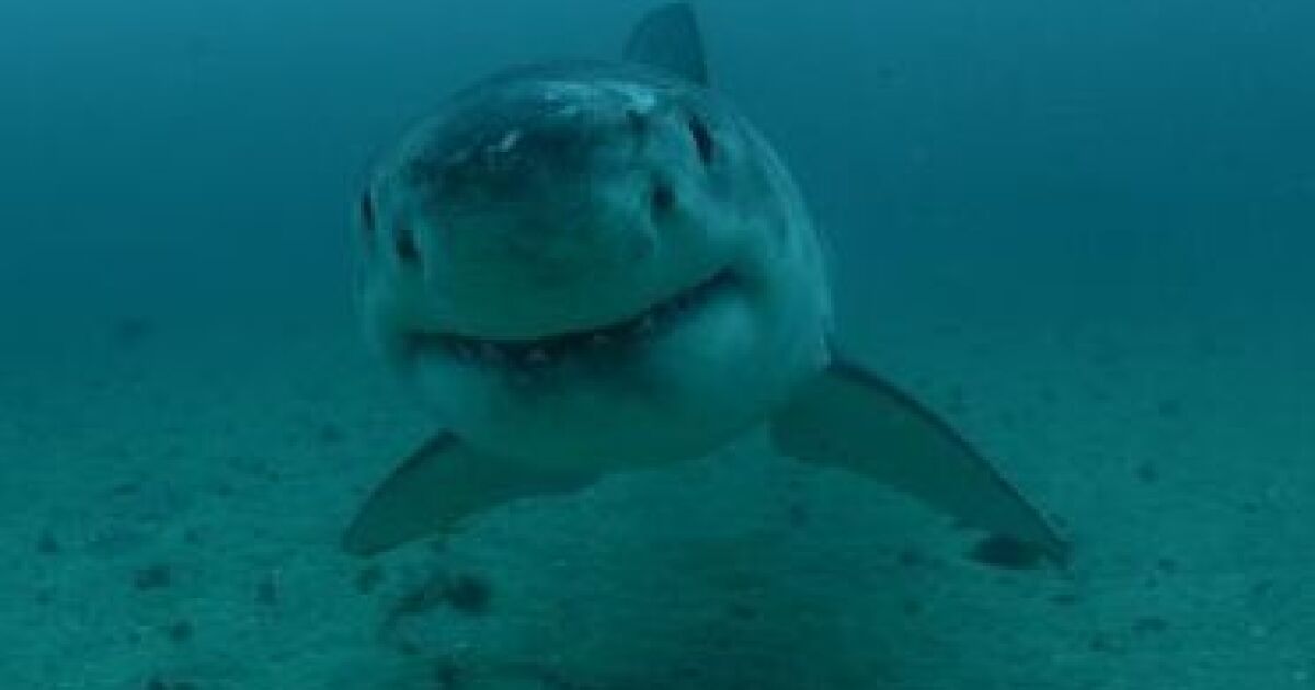 the whole tooth about the real meaning of shark week wlrn