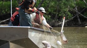 Researchers at the Alaska Department of Fish and Game sonar station in Pilot Station, where fish returns are measured. Chinook and Chum returns on the Yukon and Kuskokwim River have declined dramatically in the past few years.