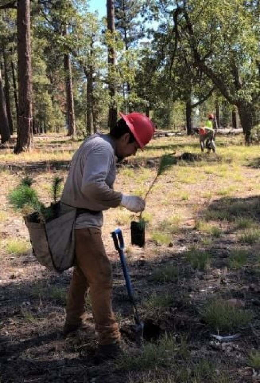 A crew member prepares to plant a southwestern white pine seedling with in the Colcord Campground
