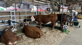 Some of the visitors at this year's Rockingham County Fair.