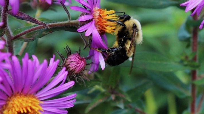 All photos are courtesy of The Nature Place. All rights are reserved.