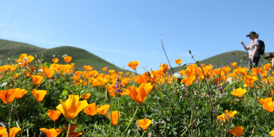 California poppies in the Santa Monica Mountains
