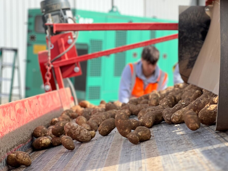 Student workers monitor potatoes on a conveyer belt at Porter Farms in Aroostook County during harvest break.