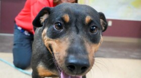 An adult female dog rescued from flooding in Kwigillingok waits for her owner at the Matanuska-Susitna Borough animal shelter on Dec. 12, 2025.