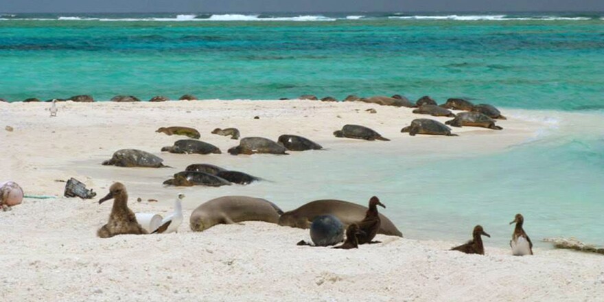 Hawaiian monk seals, green sea turtles, and seabirds on the beach at Lalo, French Frigate Shoals. These animals often share the beaches in close proximity.
