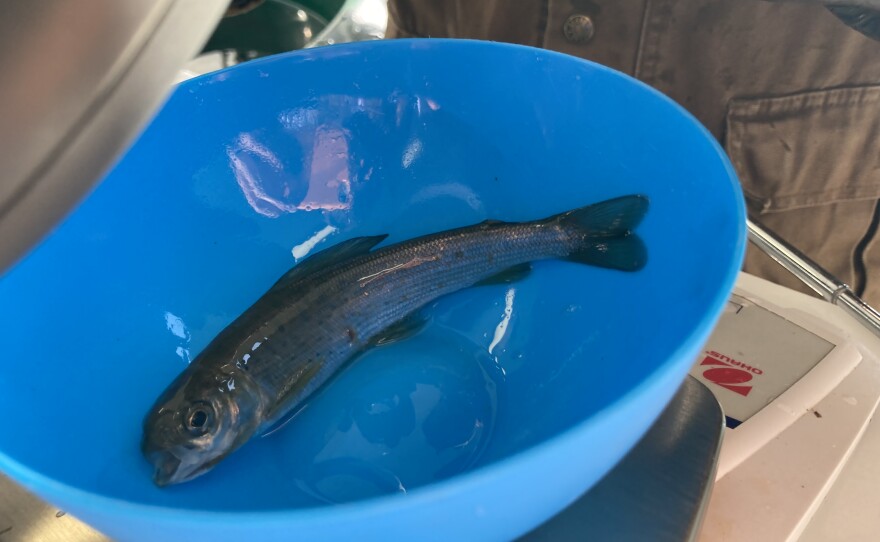 A young Arctic grayling is weighed prior to release. "In our stories, we talk about [grayling] kind of having a diva attitude," said Tera John, a tribal member, story keeper and educator from the Grand Traverse Band. "They're beautiful, they're really kind of skittish and when they're young ... they're really fickle. They're like, 'Don't look at me wrong. I will die.'" (Photo: Ellie Katz/IPR News)