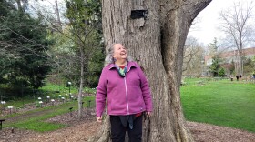 Robin Wall Kimmerer smiling and looking off into the distance in front of the Katsura tree in MSU's Beal Botanical Garden