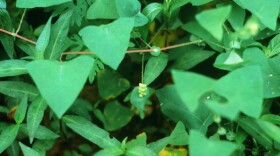 Mile-a-minute vine