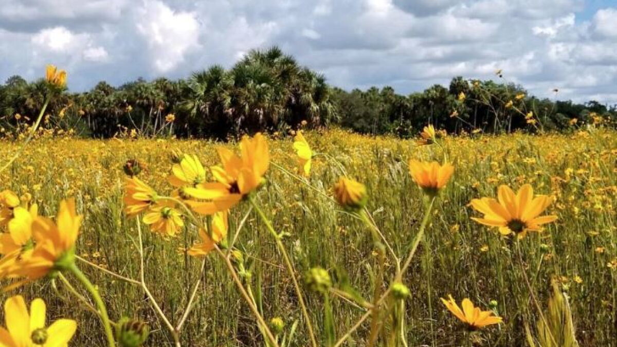 Commissioners to discuss more change to Conservation Collier - Vimarsana News