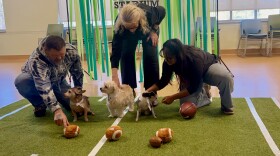 The dogs, Buck (left), Jodi (center) and Caddie (right) take center stage at the Puppybowl, representing Mohawk Hudson Humane Society.