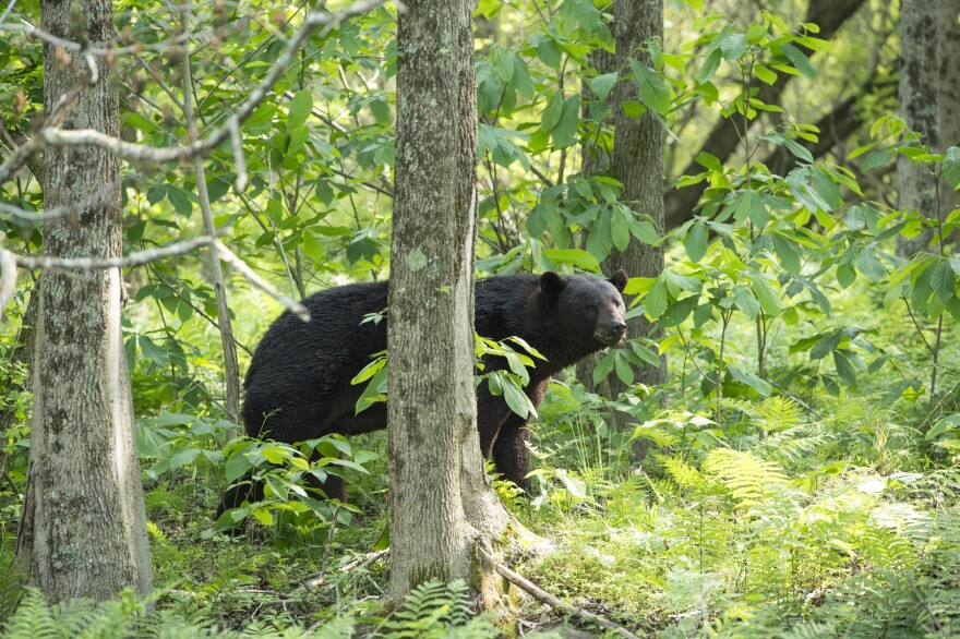 A black bear in the woods.