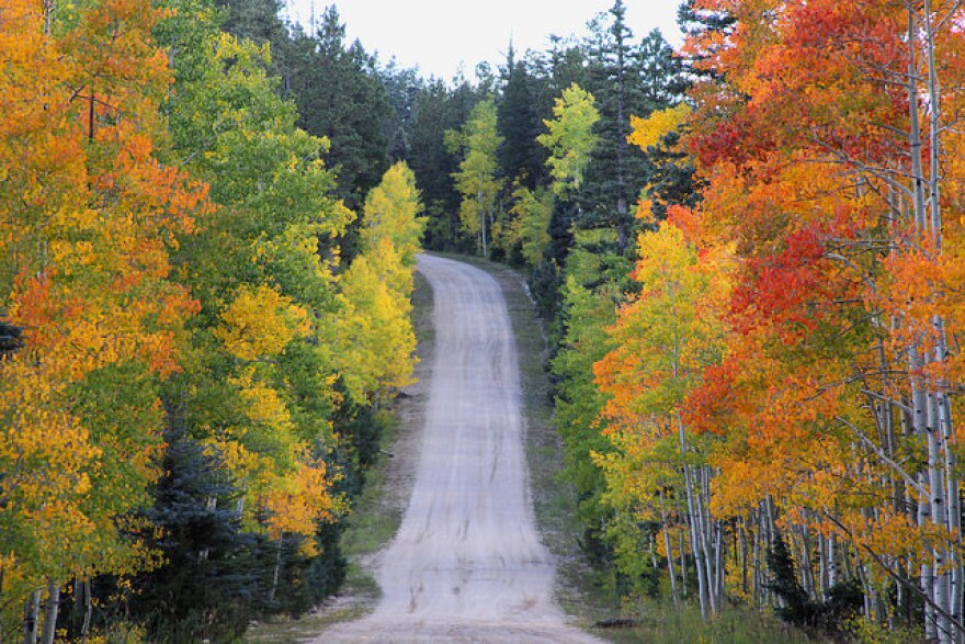 fall_colors_aspen_enginerd_ksjd_radio.jpg