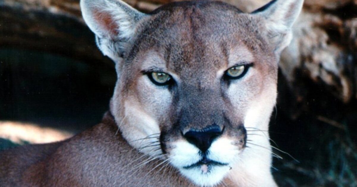Federal agency says Eastern puma extinct, drops protections WGVU NEWS