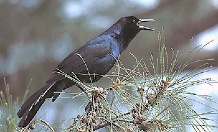 A Grackle, Wikimedia Commons