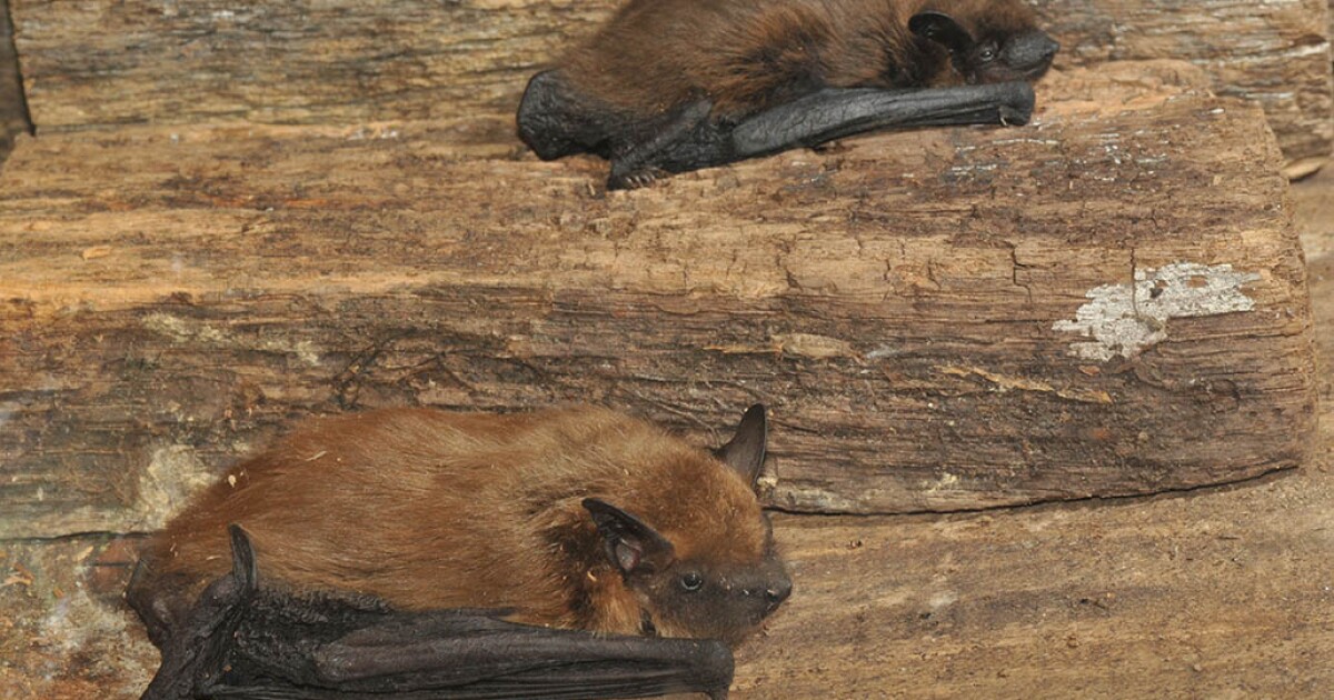 Rabid Bats Found In Louisville