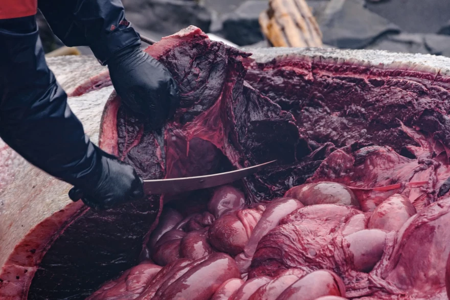 Unlike other whales, Cuvier’s beaked whales have a very thin layer of blubber. The extra muscle allows them to hold more oxygen while diving and push deeper as water pressure increases. (Brian Venua/KMXT)
