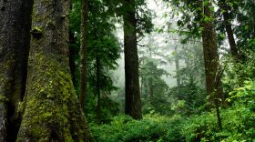 About 25% of all the remaining old-growth trees across all national forests and grasslands in the lower 48 states are in national forests in the Northwest that are managed by federal agencies.