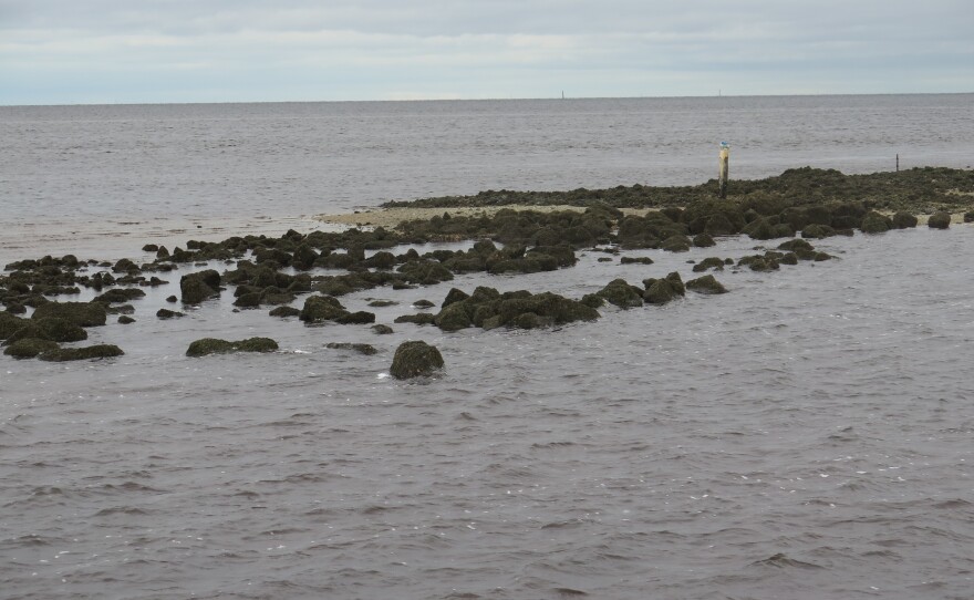 As oysters have died off their reefs have degraded, losing several inches a year. Scientists are building them back up using rock from a quarry.