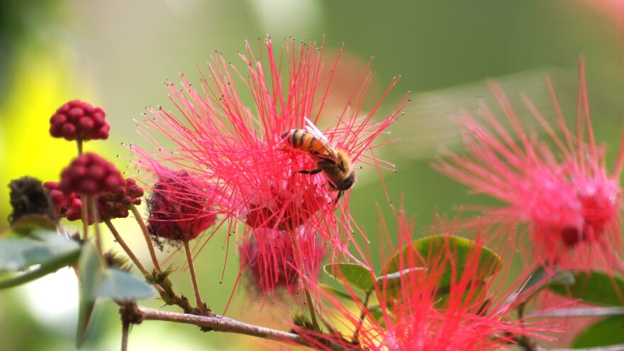 A bee walks on top of a pink flower