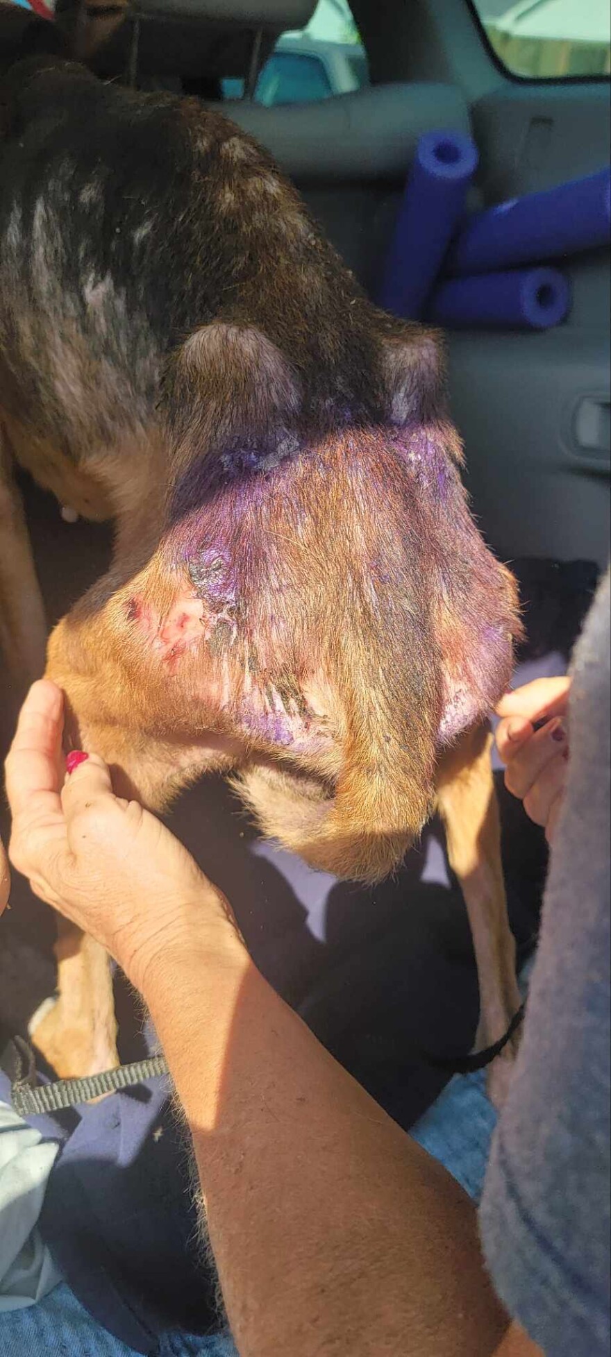 More than 40 hounds were rescued from a home in Wilson County. The conditions were severe, says the rescuer. Many dogs were covered in fleas and ticks, and most were starving.