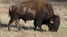 Bison grazing