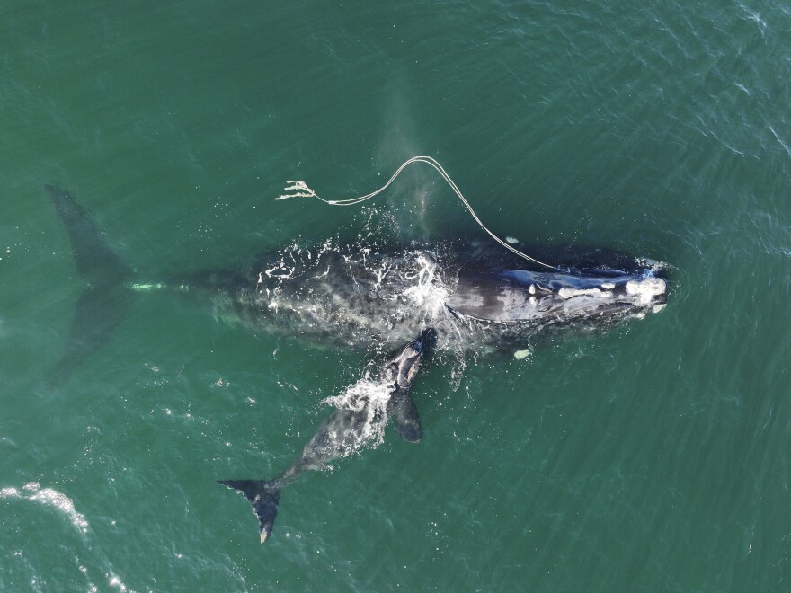 In this photo from the Georgia Department of Natural Resources, a North Atlantic right whale entangled in fishing rope is sighted on Dec. 2, 2021, with a newborn calf near Cumberland Island, Ga.