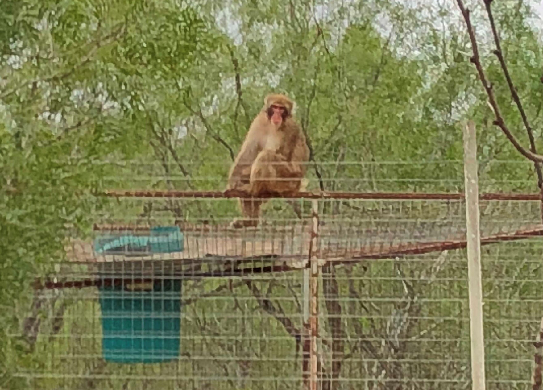 The (Really) Wild Monkeys Of South Texas TPR
