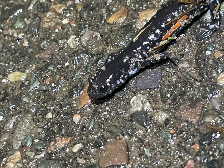 A blue-spotted salamander crossing the road in Presque Isle Park to get to the bog on the other side