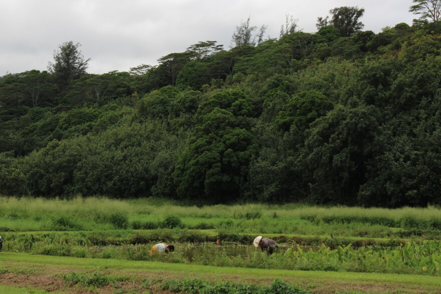 Family members working on the kalo farm located in Lumahaʻi, Kauaʻi.