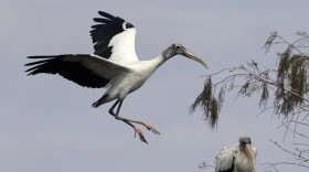 A wood stork prepares to land in a tree at Big Cypress National Preserve in Florida in 2005. The bird's wingspan can reach more than six feet.