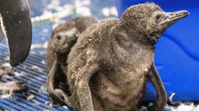 Two brown, scraggly penguin chicks stand in a line surrounded by down feathers.