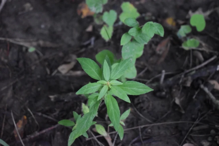 A sprout at the preserve.