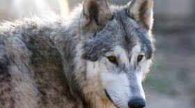 Kaya the Keen, one of the wolves at the Saint Francis Wolf Sanctuary in Navasota.