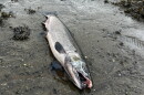 A coho salmon laid on the sandy mud, mouth open.