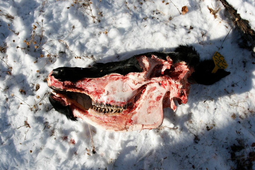 Bradley had butchered a pair of cows a few days earlier and dumped the leftovers, far from her home and away from her cattle, in an empty field where a grizzly found it.