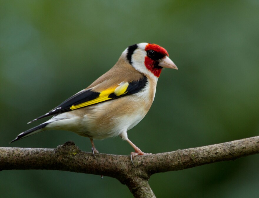 European goldfinch