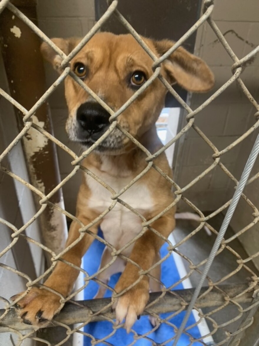 Dog in the Kentucky River Region Animal Shelter