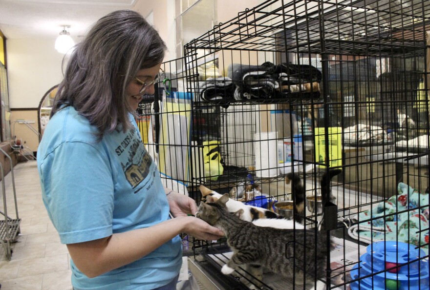 Katrina Organ, a volunteer at St. Cats & Dogs of Nay Aug Zoo, pets adoptable cats.