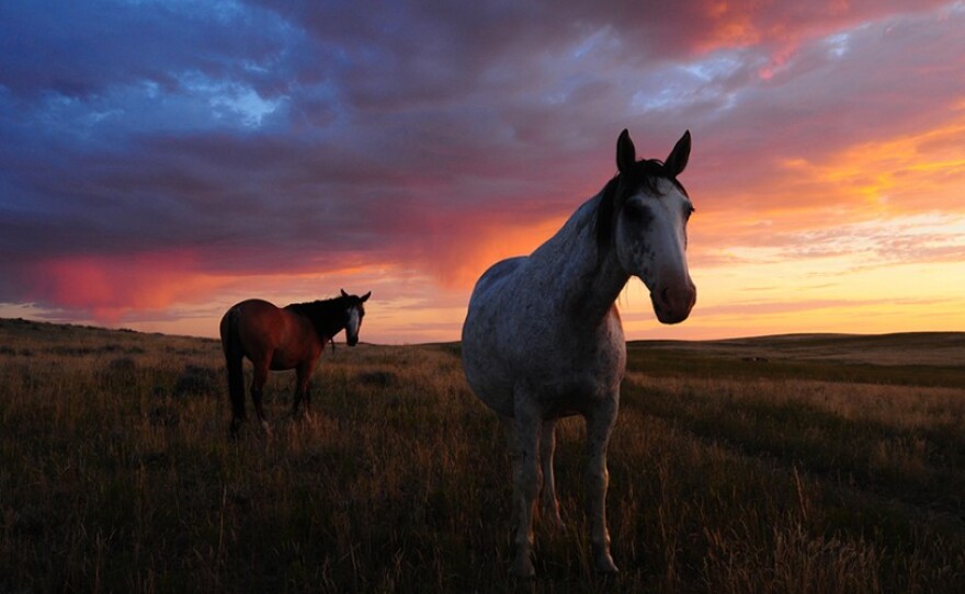 Wyoming's Nature