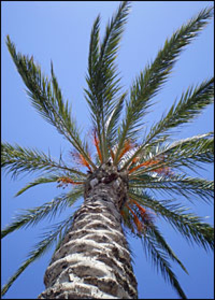 Ancient cultures called the date palm "the tree of life," and used all parts of the tree, from the trunk to the leaves.