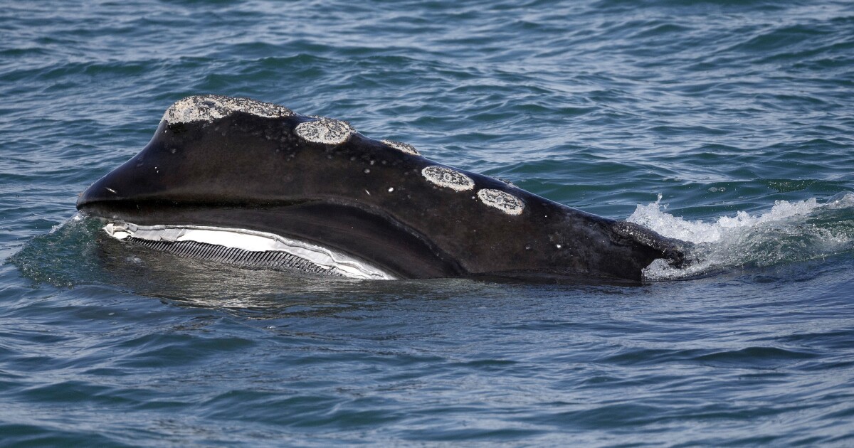 New regulations to protect right whales may be paused until 2035