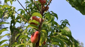 Ripe peaches on a tree.