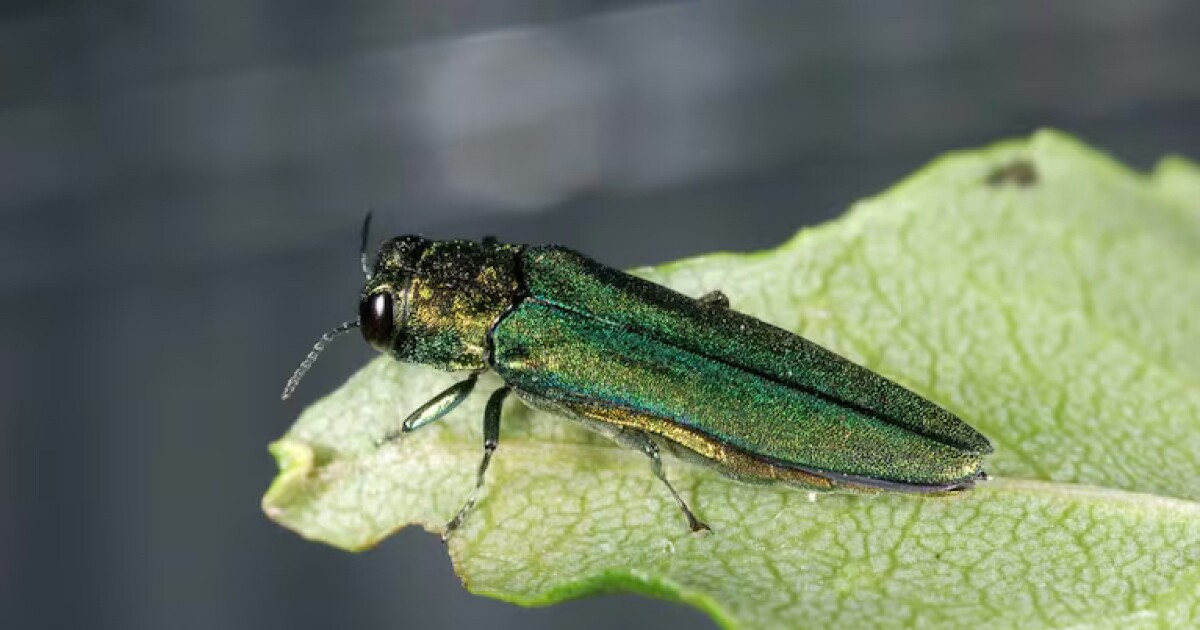 Emerald Ash Borer pests emerging in Oregon at higher rates in May
