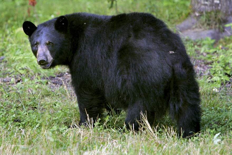 FILE - In this Wednesday Aug. 1, 2007 file photo, a black bear walks across the ground in Lyme, N.H.