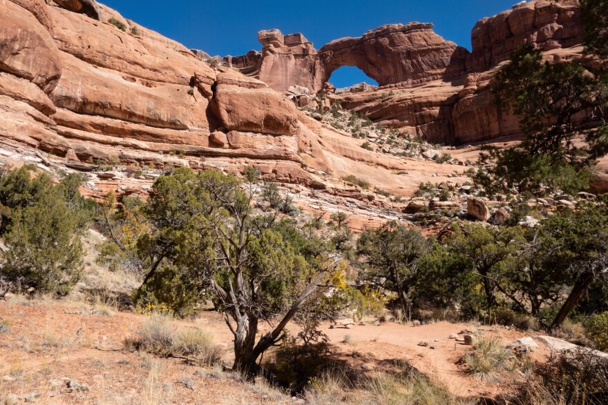 A smattering of trees sits in the foreground beneath a large arch on a canyon rim.