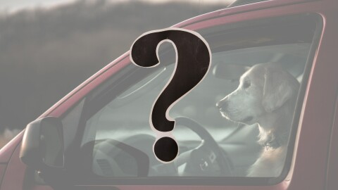 A dog sits in the driver's seat of a car; a question mark in the foreground 